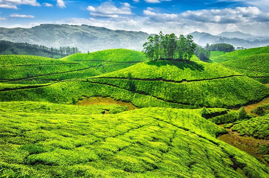 Munnar tea plantations in Kerala